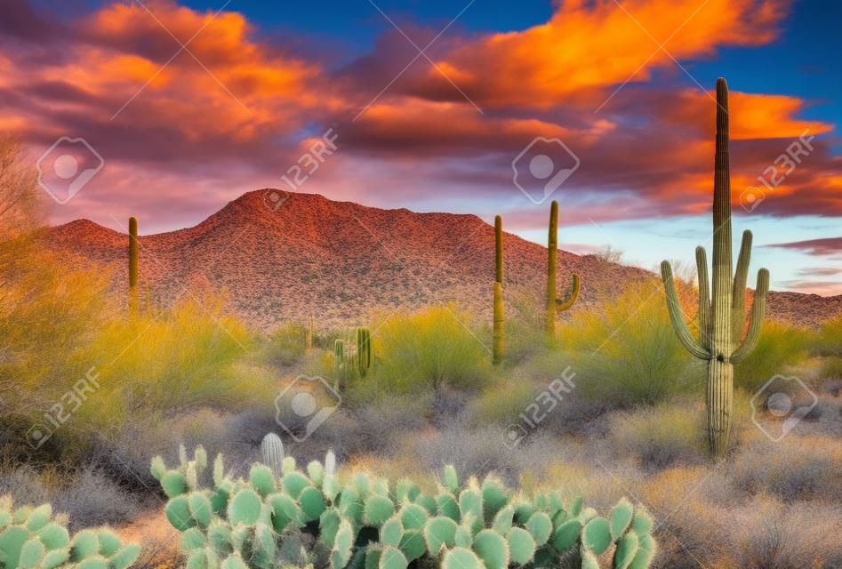 Saguaro Cactus, prickly pear cactus, mountains and clouds