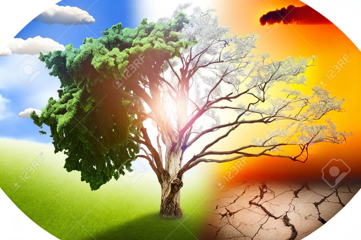 concepts environnementaux, grand arbre vivants et morts.