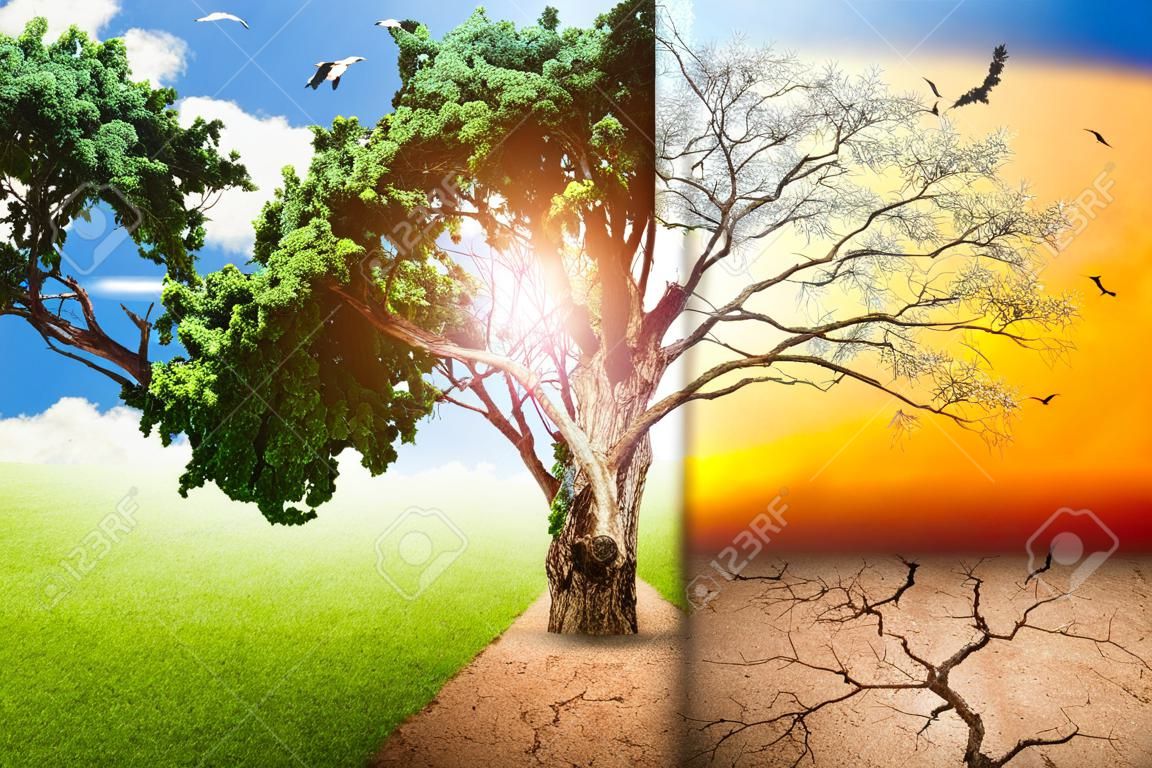concepts environnementaux, grand arbre vivants et morts.