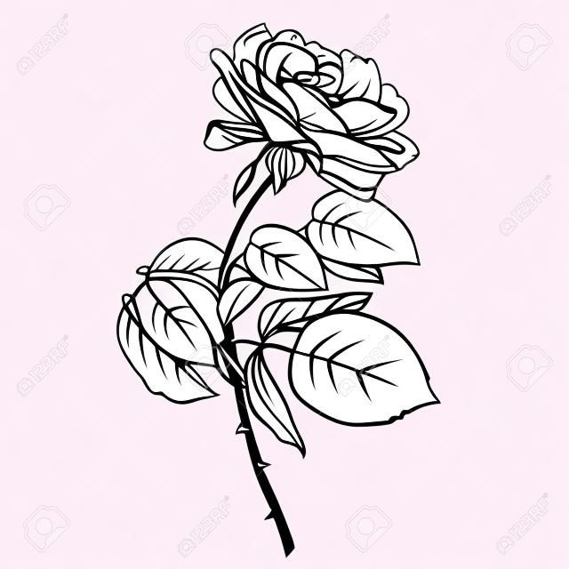 벡터 흰색 배경에 고립 된 장미 꽃입니다. 디자인 요소입니다. 손으로 그린​​ 등고선과 뇌졸중.
