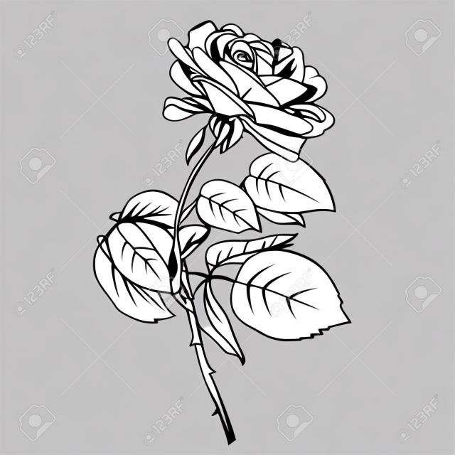 Flor rosa vetorial isolada no fundo branco. Elemento para design. Linhas de contorno desenhadas à mão e traços.