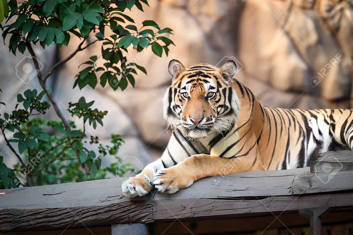 tiger at the zoo
