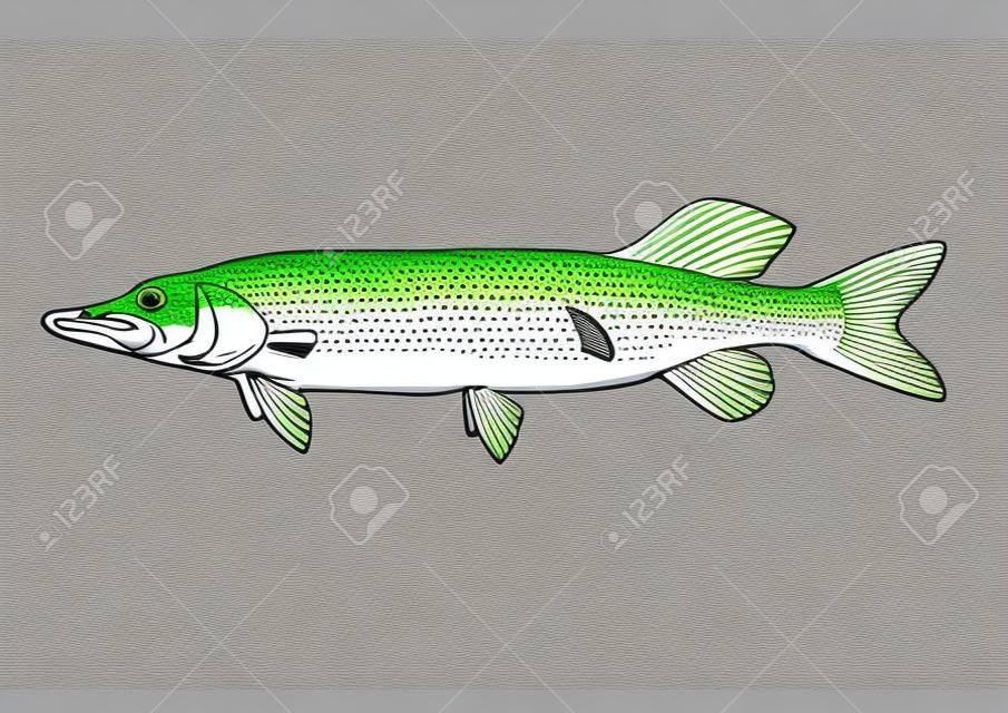 pike, scale, fin, water, food, fish, illustration, engrave, line, drawing, vintage, vector, fishing