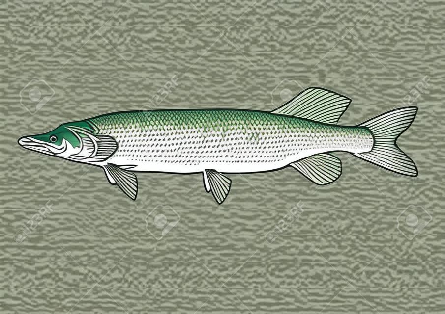 pike, scale, fin, water, food, fish, illustration, engrave, line, drawing, vintage, vector, fishing