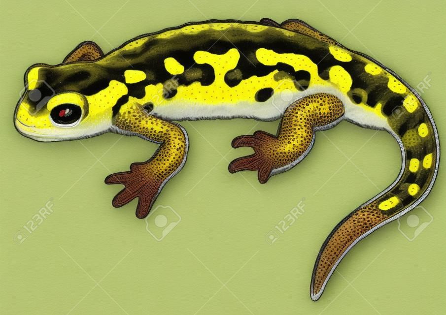 Ilustração de salamandra de fogo