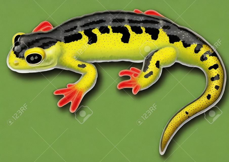 Ilustração de salamandra de fogo