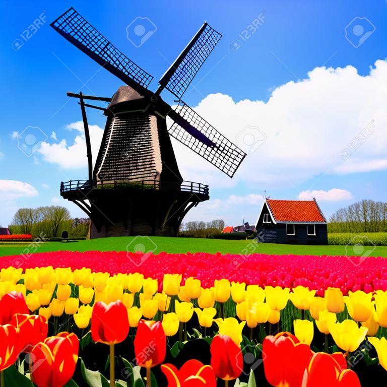 Tulipas vibrantes com moinho de vento ao fundo, Holanda