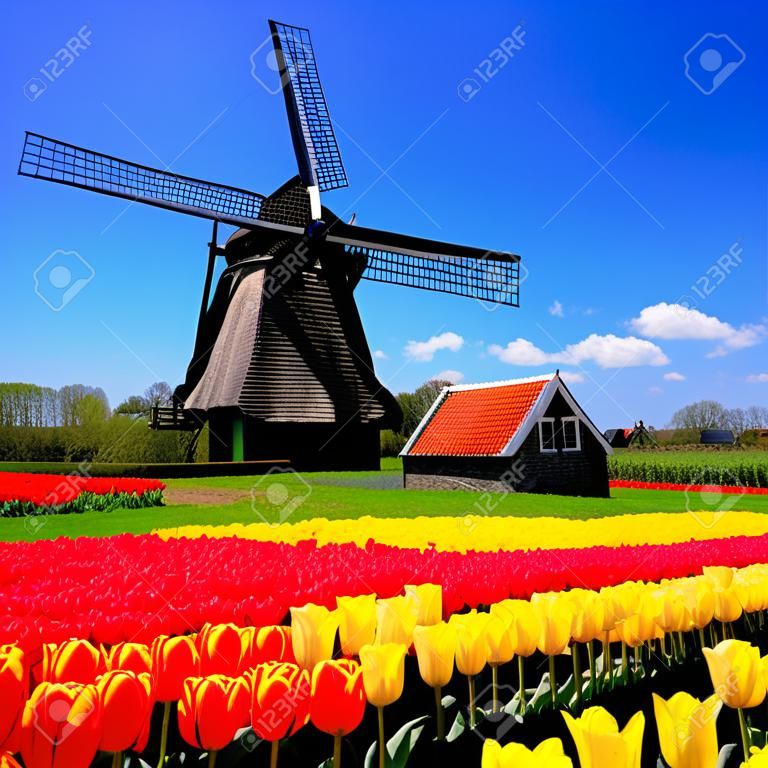 Vibrant tulips with windmill in the background, Netherlands