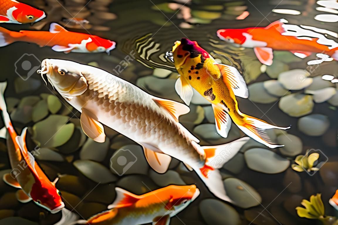 Carpa asiático (peces Koi) nadar en estanque de agua