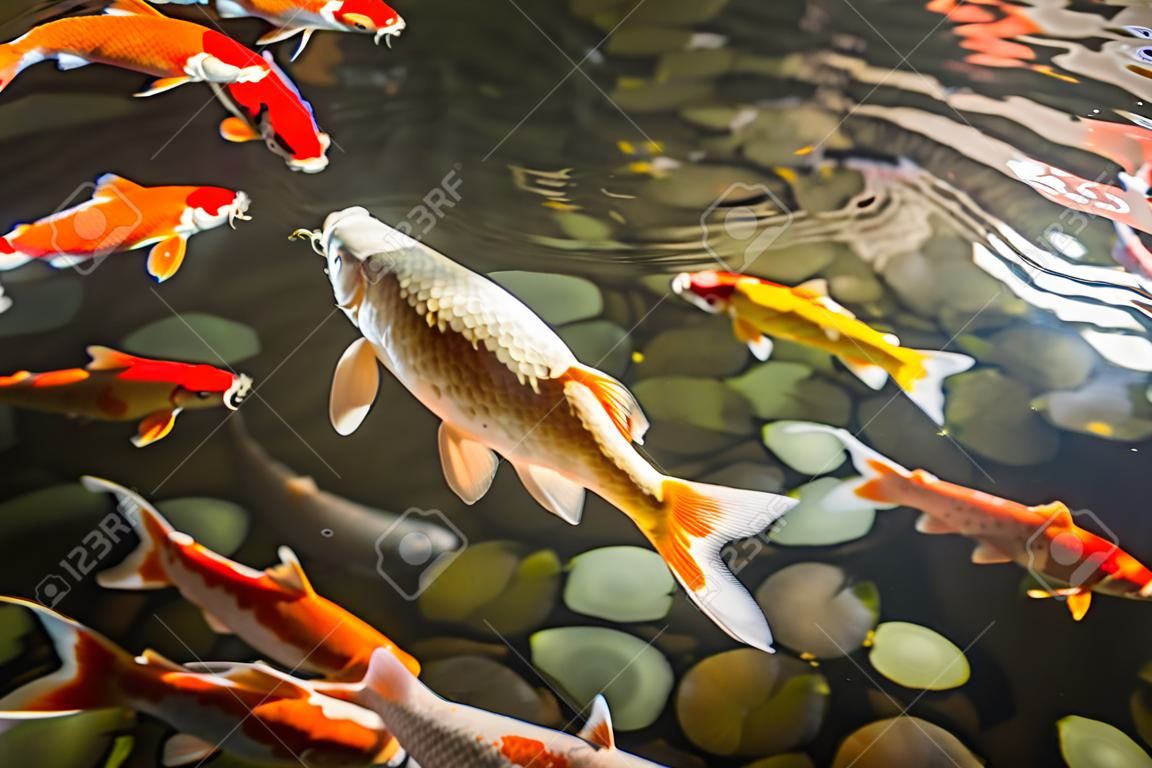 Азиатский карп (Koi Fish) плавать в воде пруда