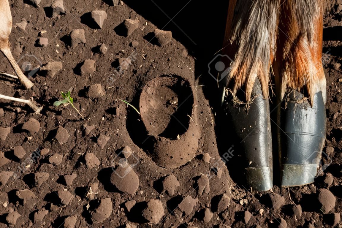 elk hoof and track in dirt