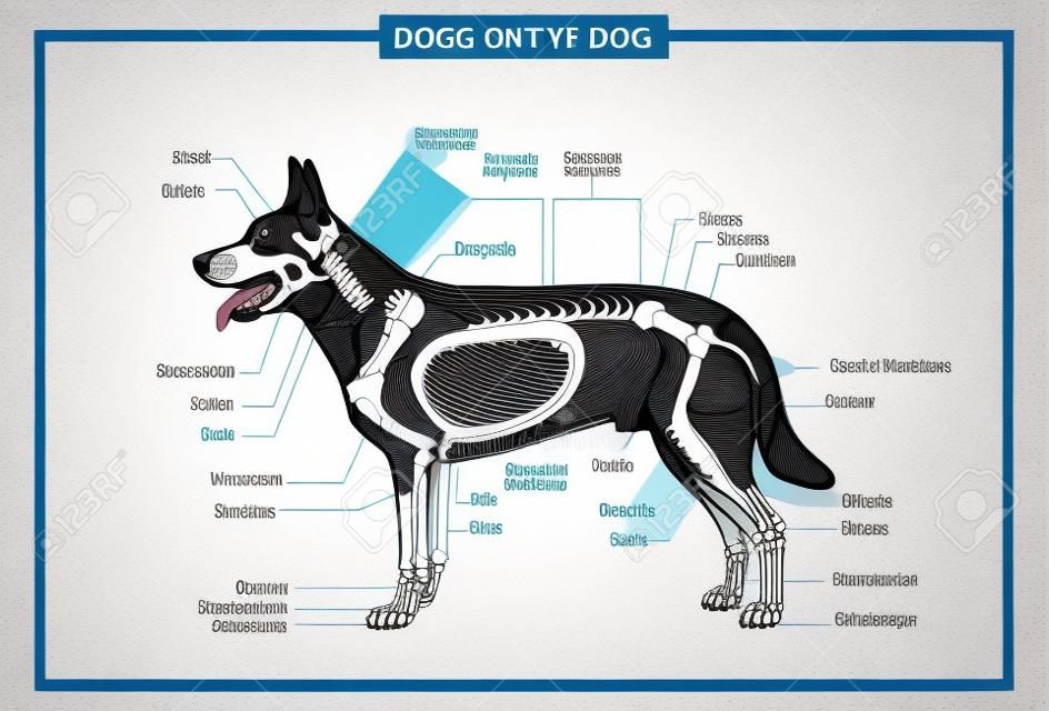 Dog skeleton veterinary vector illustration, dog osteology, bones. vector