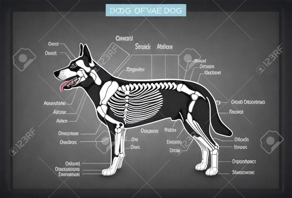 Illustrazione vettoriale veterinaria dello scheletro del cane, osteologia del cane, ossa. vettore