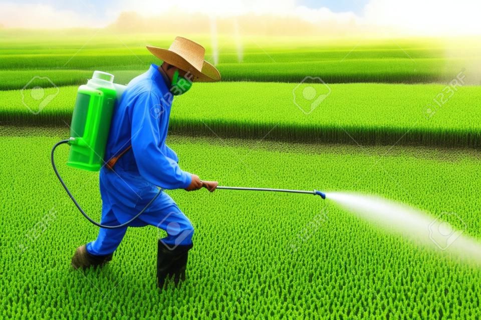farmer spraying pesticide in paddy field.