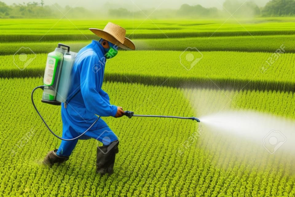 agricoltore spruzzare pesticidi in risaia.