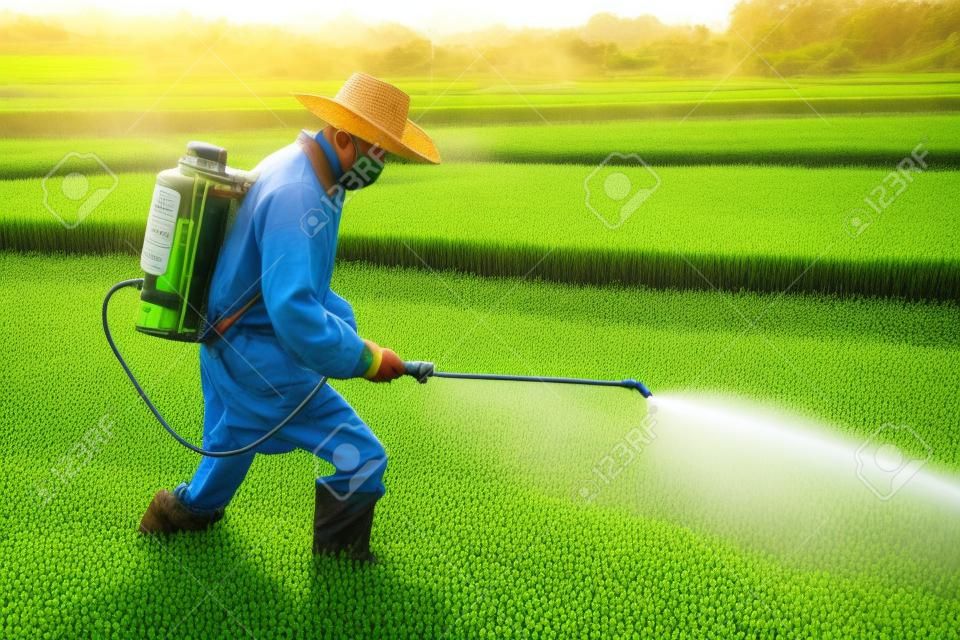 Фермер распыления пестицидов в рисовом поле.