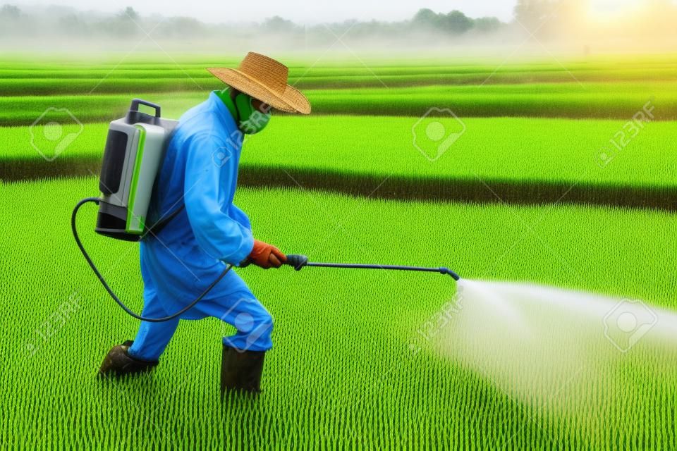 Landwirt Sprühen von Pestiziden im Reisfeld.