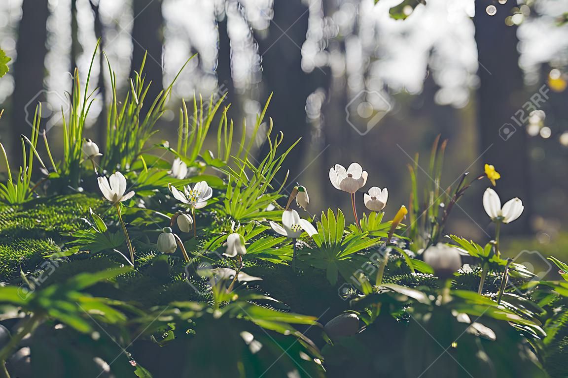 Wood anemone wild flowers blooming in the springtime woodland