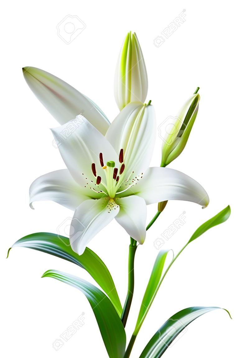 美しい白いユリの花、白で隔離されます。