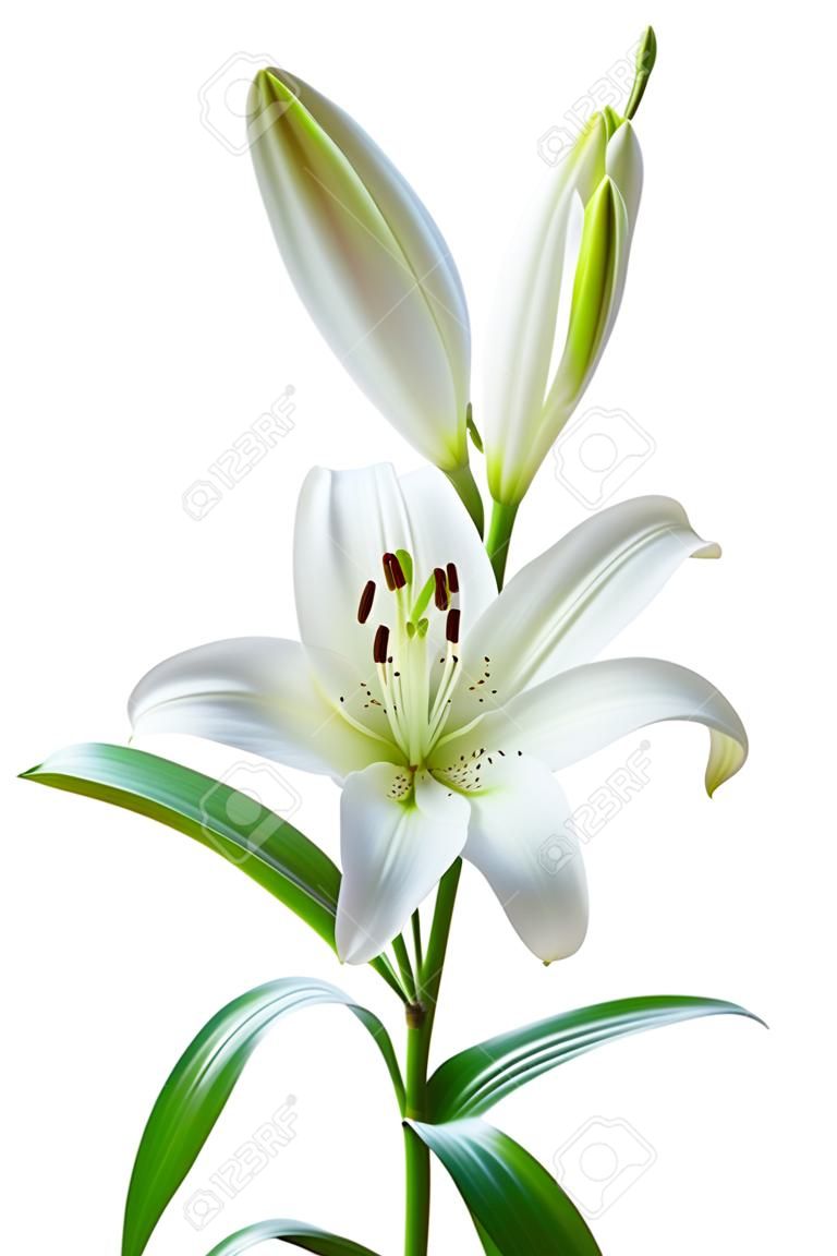 Lirio blanco hermosas flores, aislados en blanco