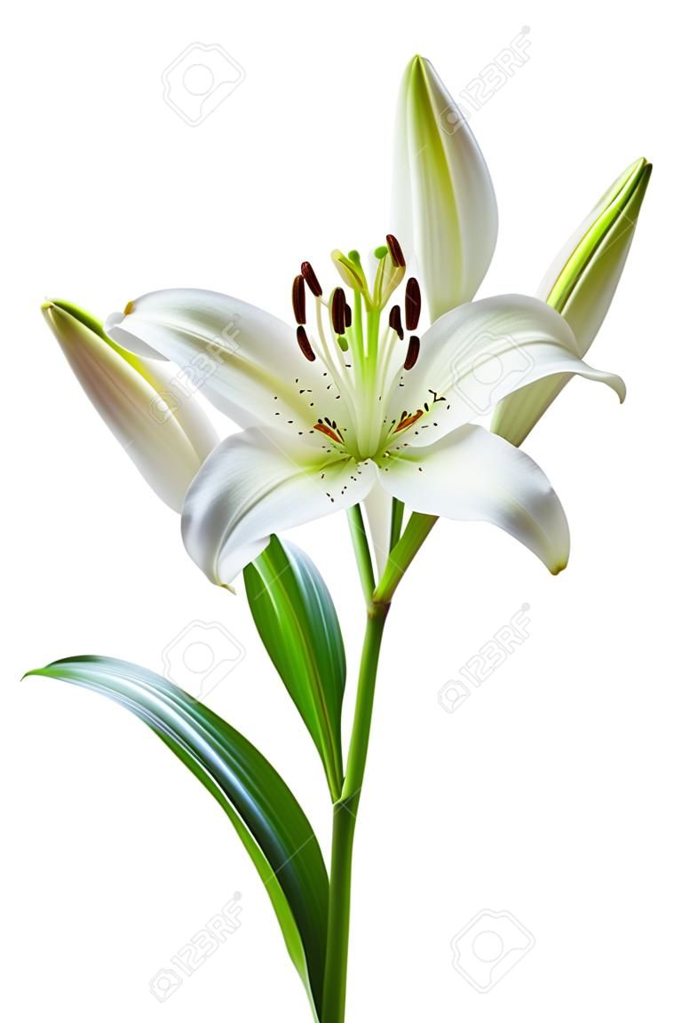 Beautiful white lily flowers, isolated on white
