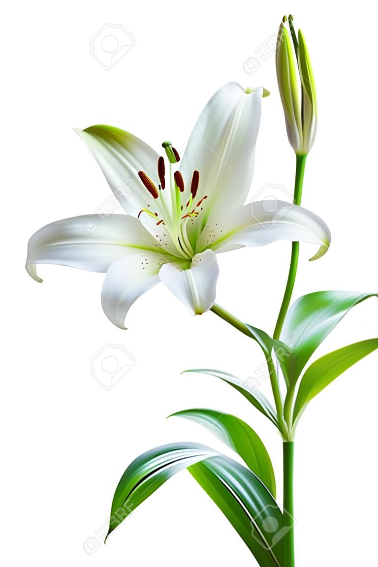 美麗的白百合鮮花，孤立在白色