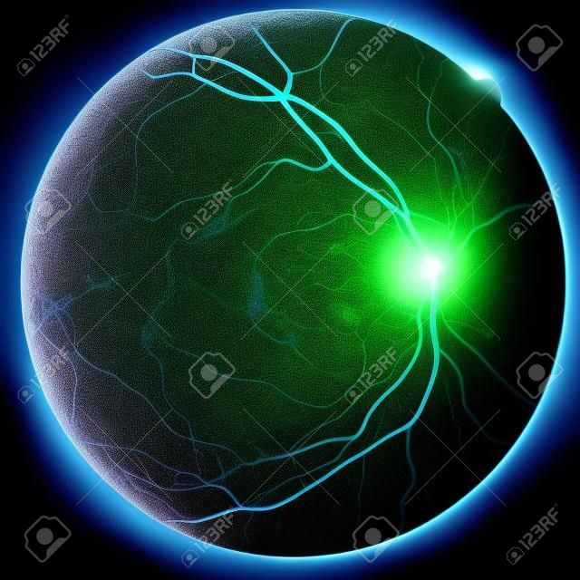 Imagem da retina do olho esquerdo com macula, vasos e disco óptico vista isolada em um bacground preto