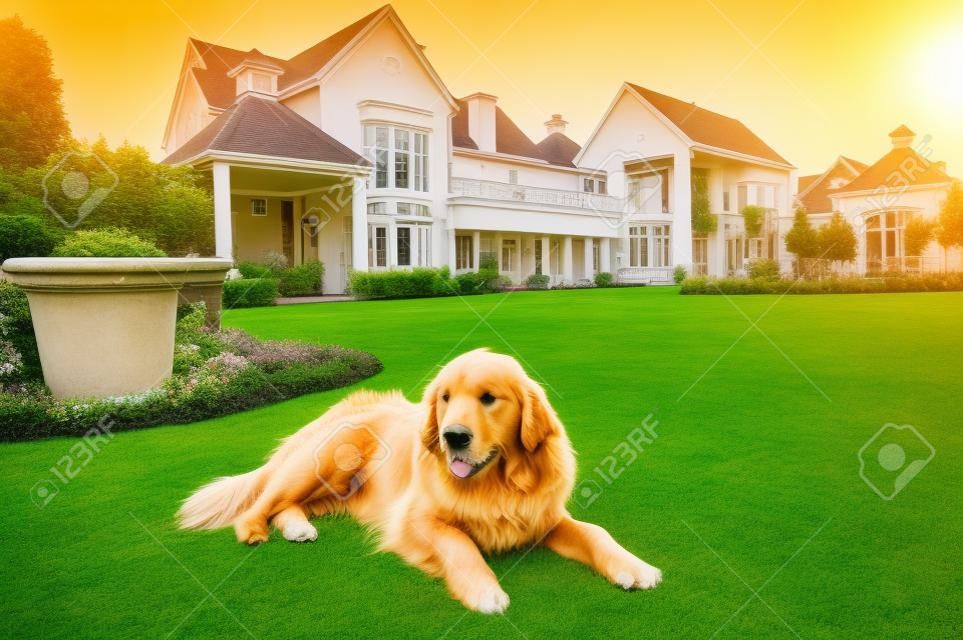 Golden Retriever en casa, relajado acostado en el hermoso gran jardín de la mansión grande donde ella vive.