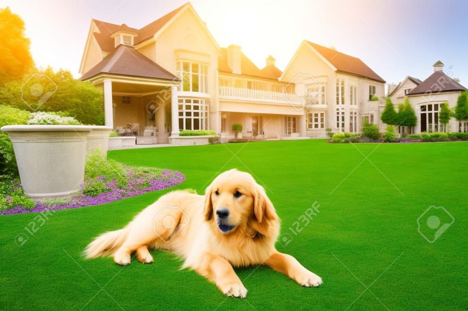 Golden Retriever en casa, relajado acostado en el hermoso gran jardín de la mansión grande donde ella vive.