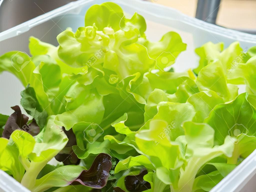 Légumes hydroponiques dans la boîte de plastique