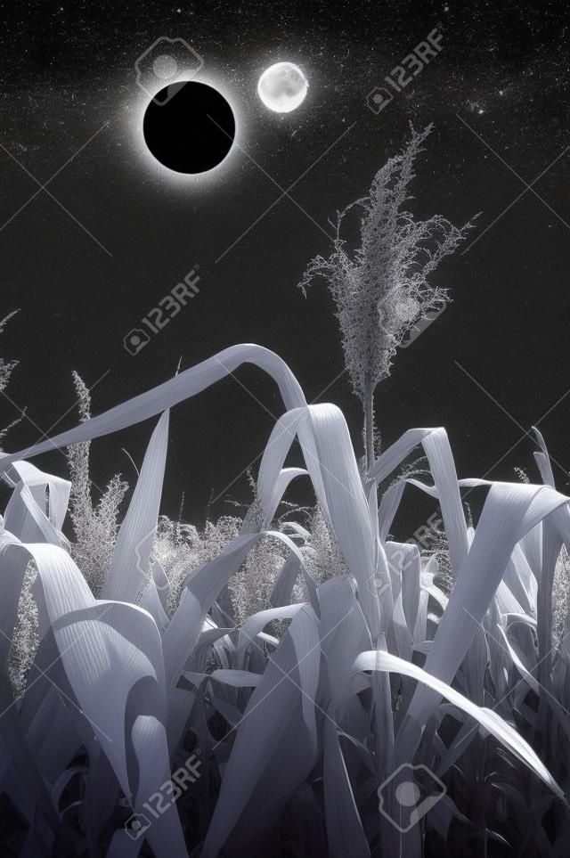 적외선에서 옥수수와 달의 필드입니다.