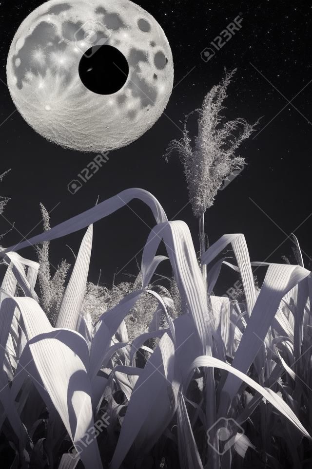 Campo di grano e la luna a infrarossi.