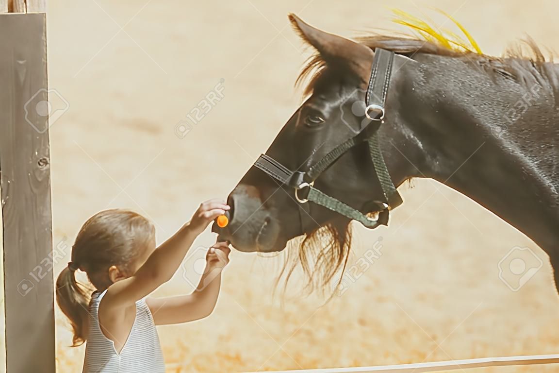 Little girl feeding horse in her farm through a white wooden fence.