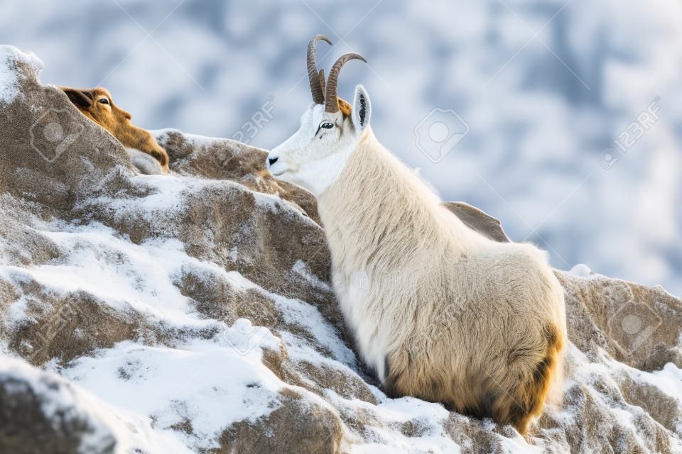 Tatra chamois, rupicapra rupicapra tatrica, lying on mountains in winter time. Wild goat resting on snowy rocks. Horned mammal looking on cliff in autumn.