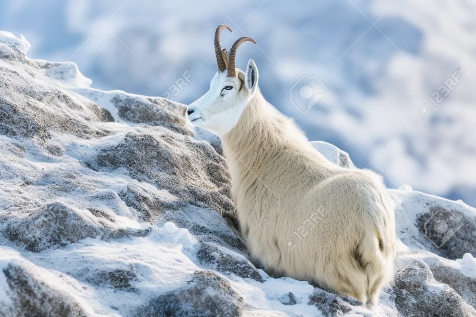 Tatra chamois, rupicapra rupicapra tatrica, lying on mountains in winter time. Wild goat resting on snowy rocks. Horned mammal looking on cliff in autumn.