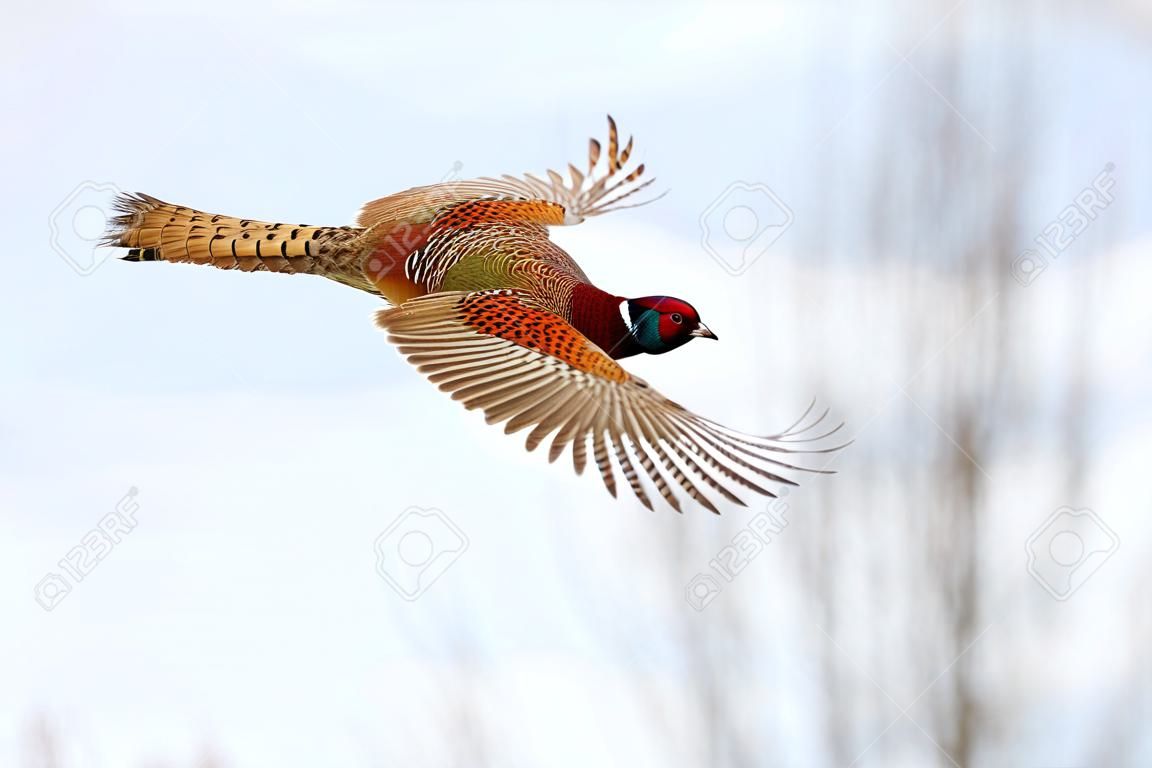 fagiano comune, phasianus colchicus, che vola nell'aria nella natura invernale. Uccello dal collo ad anello con ali spiegate nel cielo. Maschio marrone piumato gamebird in bilico in inverno.