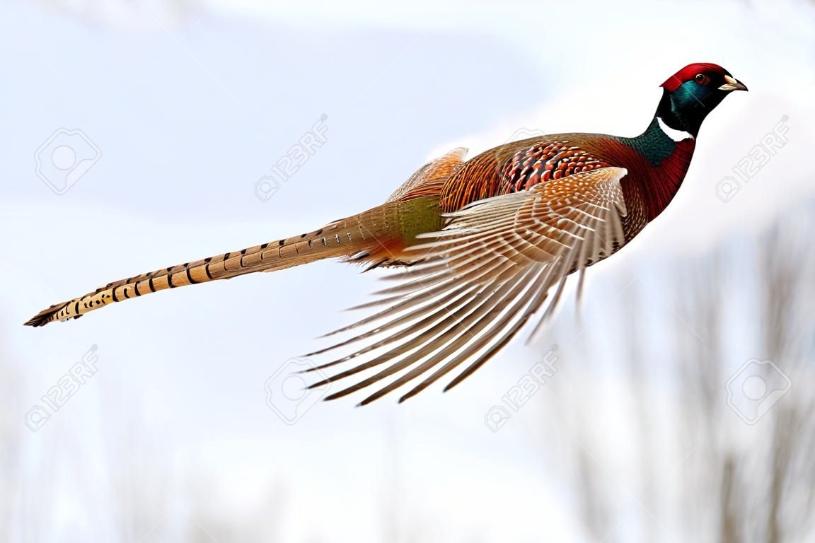 common pheasant, phasianus colchicus, flying in the air in winter nature. Ring-necked bird with spread wings on the sky. Male brown feathered gamebird hovering in wintertime.