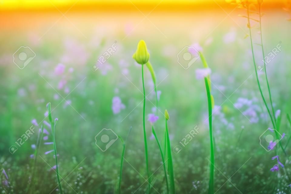 Field of spring flowers and green grass at sunset