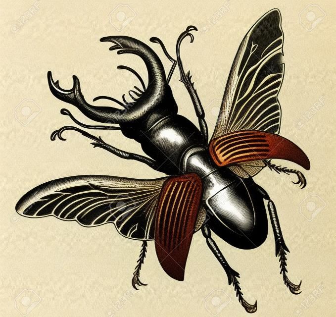 Una ilustración vintage grabado de un escarabajo ciervo