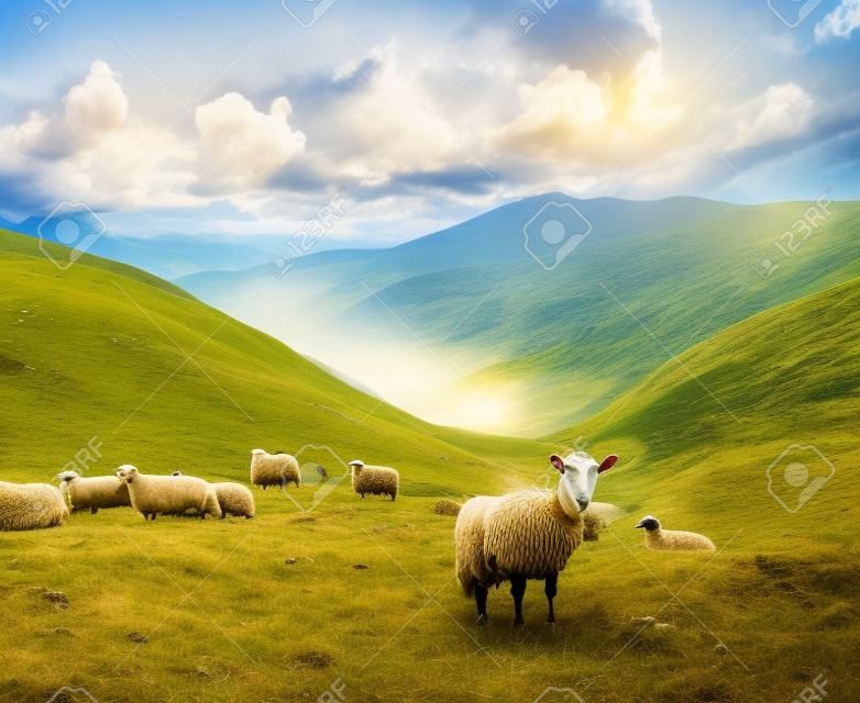 stado owiec i kÃ³z w gÃ³rach w lecie