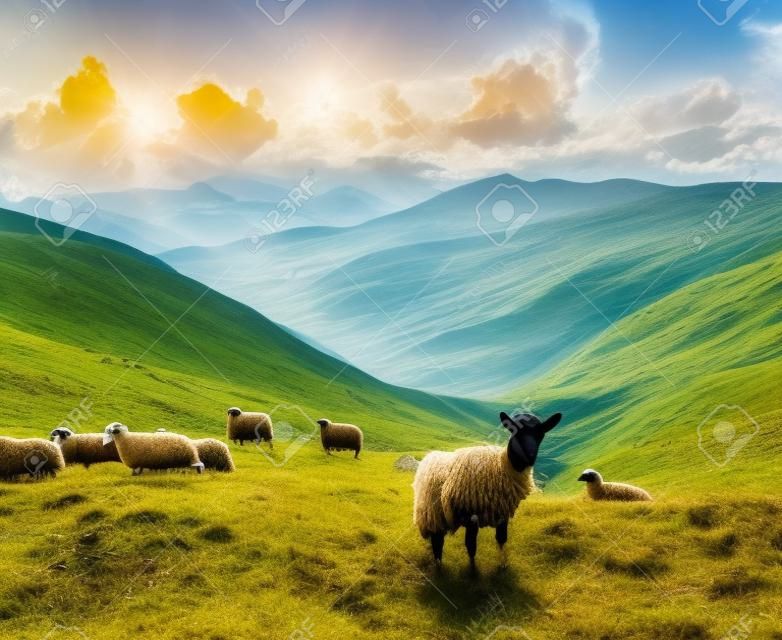 stado owiec i kÃ³z w gÃ³rach w lecie