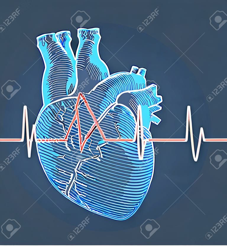 Vintage retro grabado azul corazón humano ilustración sobre fondo azul con gráfico de pulso de frecuencia cardíaca