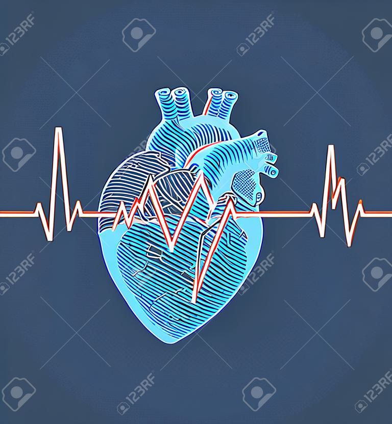 Винтажная ретро гравировка иллюстрация синего человеческого сердца на синем фоне с графиком пульса