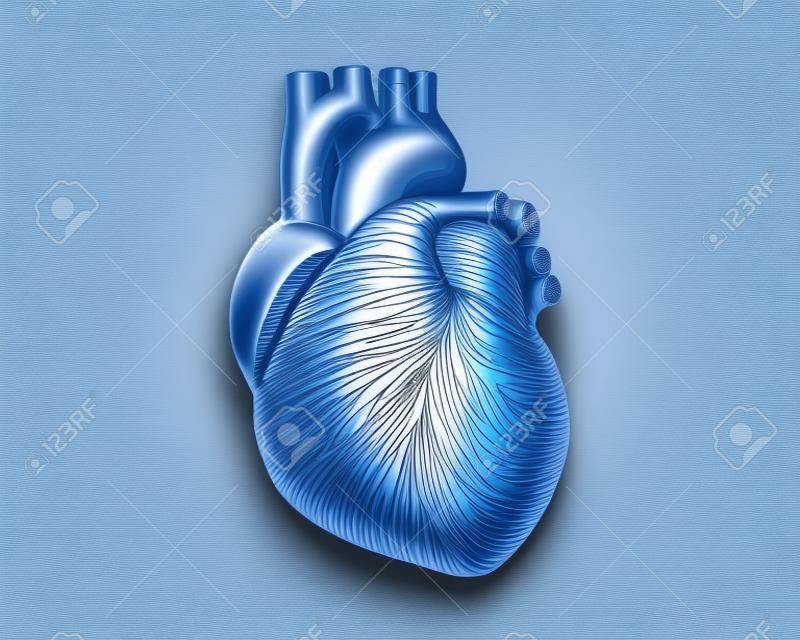 Engraving blue human heart with flow line art stroke on red background