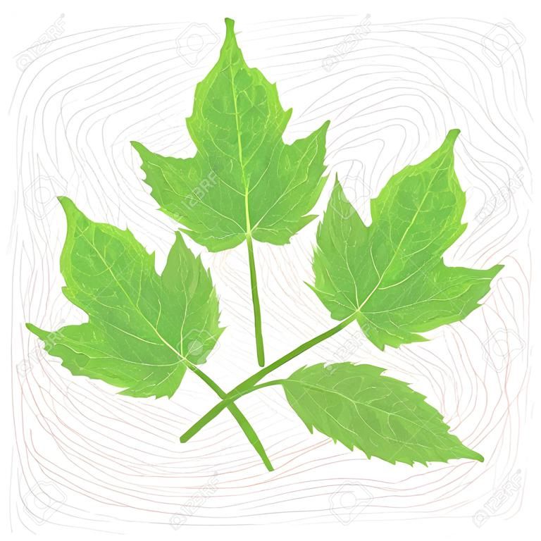 Ilustracja z liści Chaja, nazwa naukowa Cnidoscolus chayamansa
