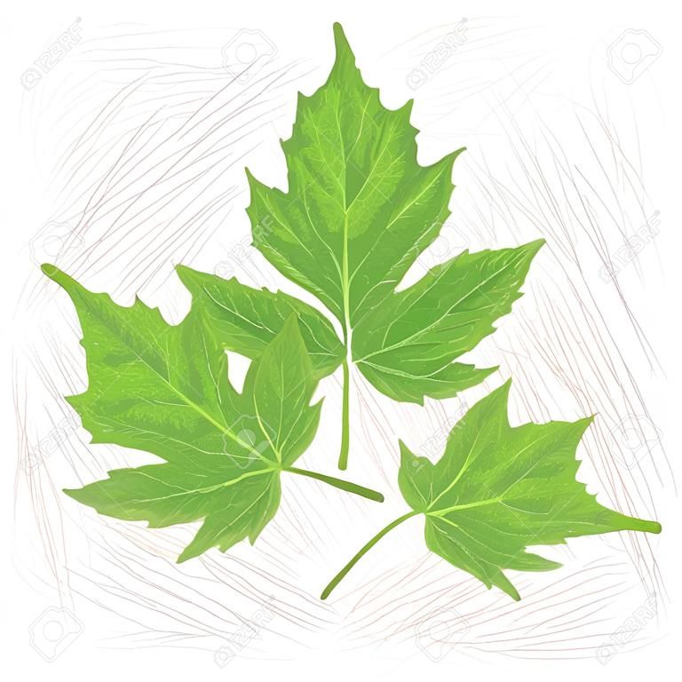 Ilustracja z liści Chaja, nazwa naukowa Cnidoscolus chayamansa