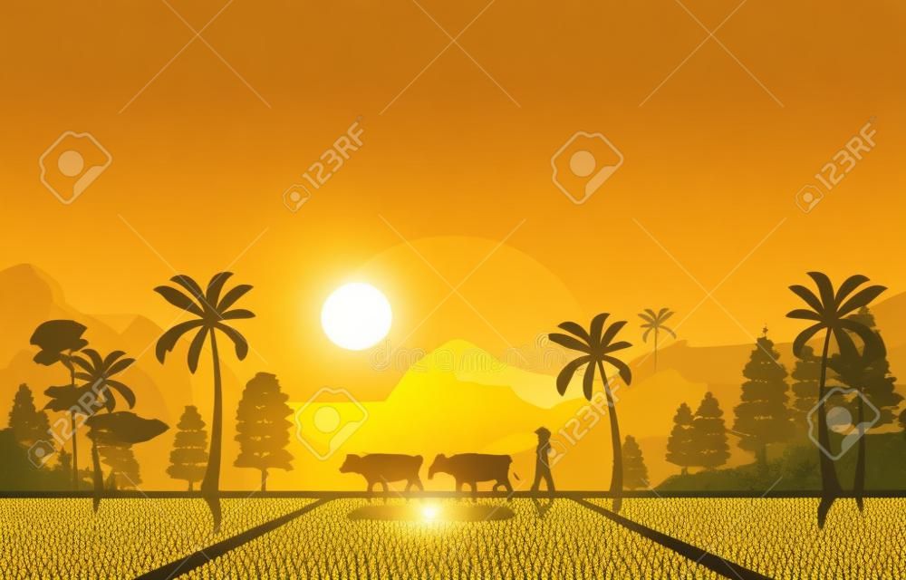 Złoty wschód słońca w azjatyckiej plantacji ryżu na plantacji ryżu ilustracja rolnictwa
