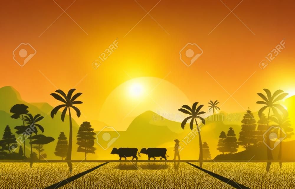 Goldener Sonnenaufgang in der asiatischen Reisfeld-Paddy-Plantagen-Landwirtschafts-Illustration