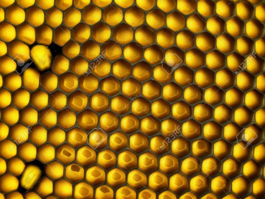 Pusta tekstura pszczół woskowych jako bardzo ładne tło