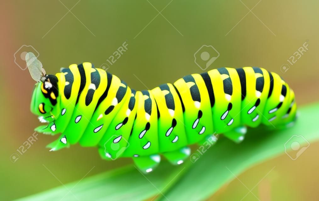 szczegóły Papilio machaon gąsienica